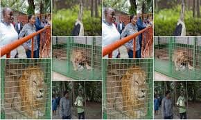 Parc Zoologique de Témédja (Zoo Tali N'na)